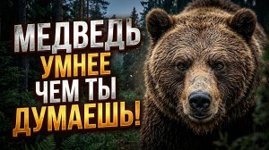 Настоящий хозяин Сибири: Как Бурый Медведь держит в страхе волков и тигров?