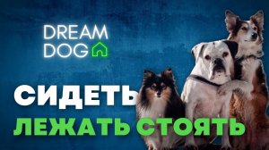 Команды «Сидеть, Лежать, Стоять»: как научить собаку без ошибок? Пошаговый урок