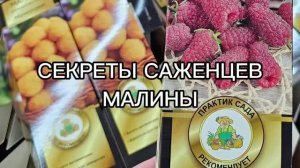 Как выбрать саженец малины? Все секреты выбора саженца.