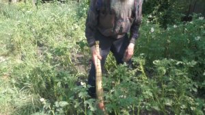 Борьба за второй хлеб. Снимала Любовь Николаевна Фатеева 27.06.2026