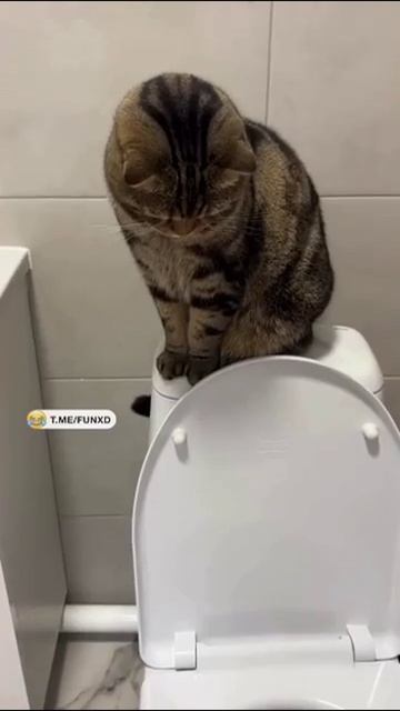Главное ему хорошо😅!