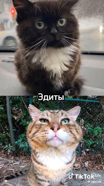 чмоня vs кота носка смотреть онлайн