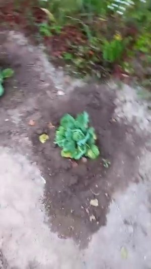 Мой вечер .Пришла в огород  , буду полоть  морковку