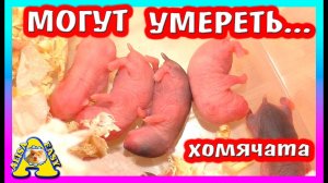 НА КОГО ПОХОЖИ ХОМЯЧАТА? / ХОМЯК КЕМПБЕЛЛА / ПОСЫЛКА ДЛЯ ХОМКИ / Alisa Easy Pets
