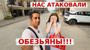 КАК ВЫЖИВАЕТ РУССКОЯЗЫЧНАЯ ЖЕНА В ИНДИИ: В нашем доме нет спасения от обезьян! Атака Обезьян !