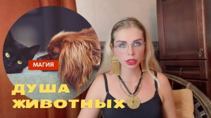 Души животных после смерти