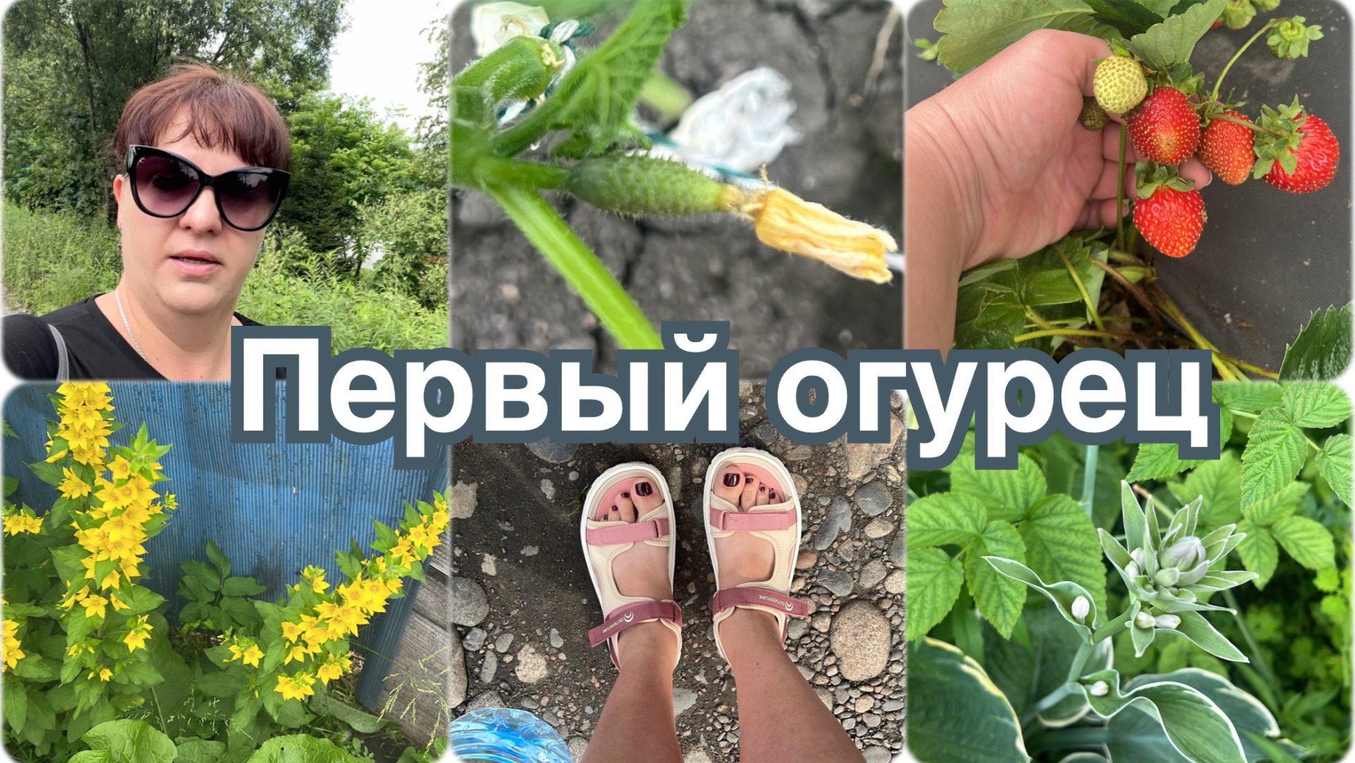 Проблема с WB решилась. Первый огурец. Моркови не будет. смотреть онлайн