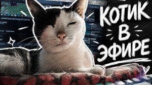 А У ВАШИХ КОТОВ ЕСТЬ МИЛЫЕ ПРИВЫЧКИ?