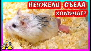 Куда Пропали Хомячата Роборовского? / Как Дела у морской свинки Нафани? / Alisa Easy Pets