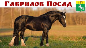 Гаврилов Посад - город, где река шепчет старые сказки о богатырских лошадях, 25.06.2026г.