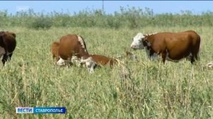 Карантин из-за лейкоза коров установлен в двух селах Ставрополья