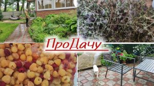 На даче улов, варенье, кухня, сад!