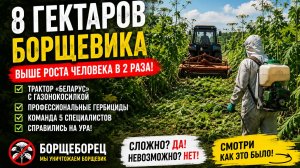 Удаление борщевика на участке 8 гектаров в Янино Ленинградской области