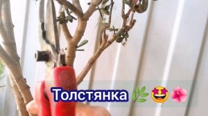 Пытаюсь обрезать толстянку под бонсай Ниваки