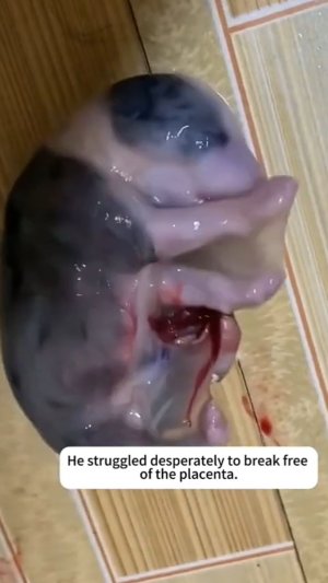 Собака родила у всех на глазах и сбежала 😱, но люди спасли и выходили щенка 🤗