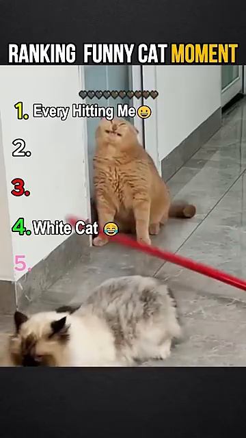 Рейтинг самых смешных моментов с котами 😂 Эти выходки невозможно забыть 🐱 2026