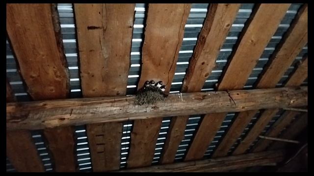 Ласточки потихоньку вылетают из гнезда. #98