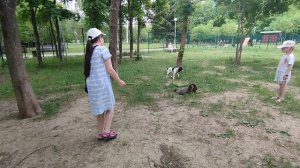собачья площадка