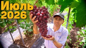 План работ на винограднике - Июль 2026