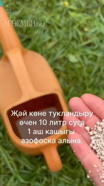 Ремонтант җиләк күп булсын дисәң