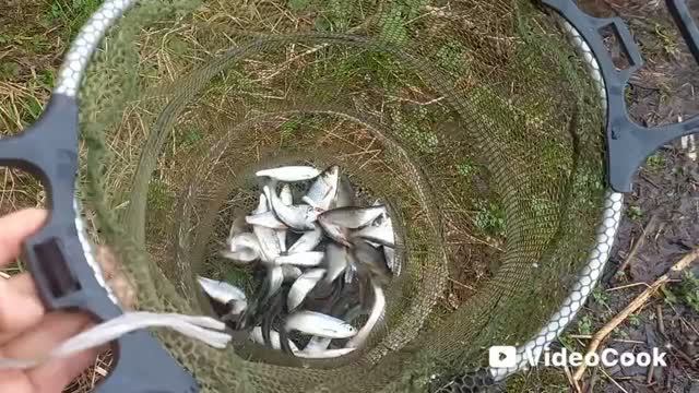 Успешная рыбалка на реке Вейна. Уклейка, плотва.