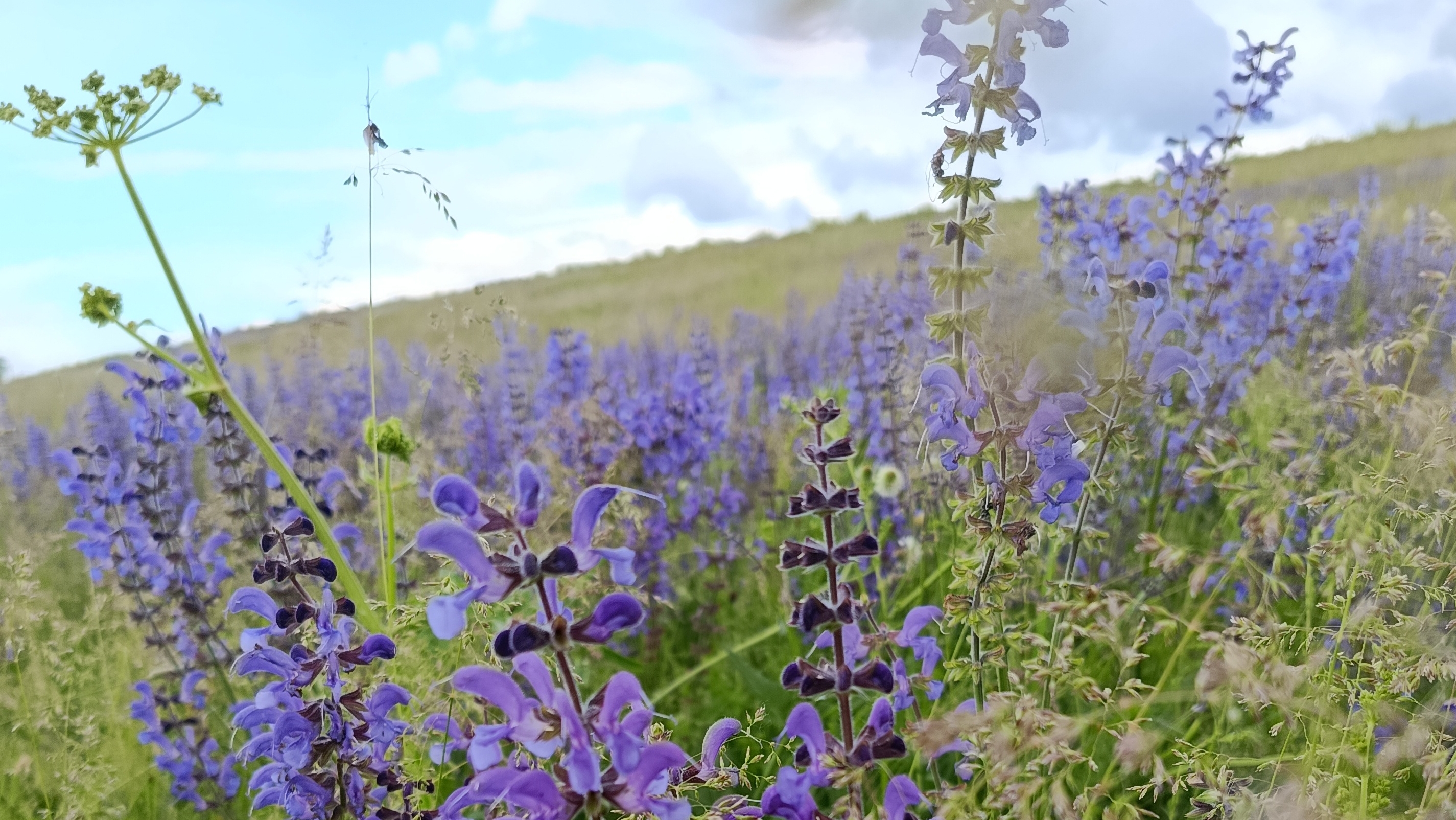 🌾🩷Интро как вы и просили🌾🤍Причина почему поменяла интро в описании 🌸🪷 смотреть онлайн