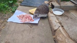 Любитель колбаски🦔