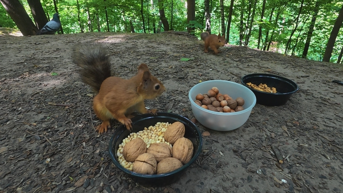 Милейшие белки и их любимые лакомства / The Cutest Squirrels And Their Favorite Treats