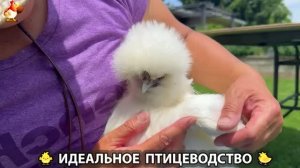 Идеальное птицеводство достойно восхищения 🐓🦆🦢🦚🦃🐔 эпизод (510)