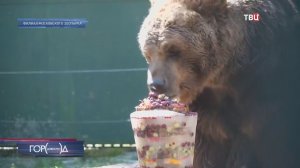Страдающих от жары медведей в Московском зоопарке побаловали мороженым