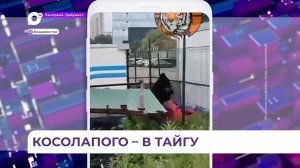 Переполошившего Владивосток медвежонка выпустили в тайгу