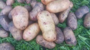 Картофель Лапоть розовый (Сынок розовый). Урожайный и вкусный! 2025 год.