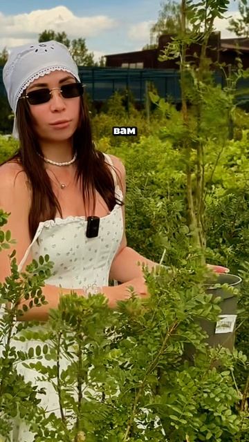 Секрет идеальной живой изгороди за копейки 🌳💸