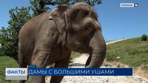 Цирковые слонихи Прети, Марго и Одри снова приехали на отдых в Сочи