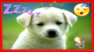 музыка предназначена для собак 🐶 расслабляющая музыку спать беспокойные собака 2024 #RUмузыка
