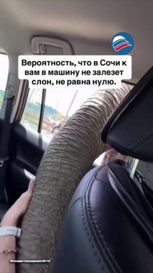 Слониха провела обыск в машине сотрудницы сочинского парка