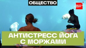 Московский зоопарк запустил йогу с моржами и тюленями