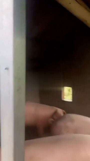 ������� ������ ����������, ���������, ��� �� ������ ������� ��� ��������������