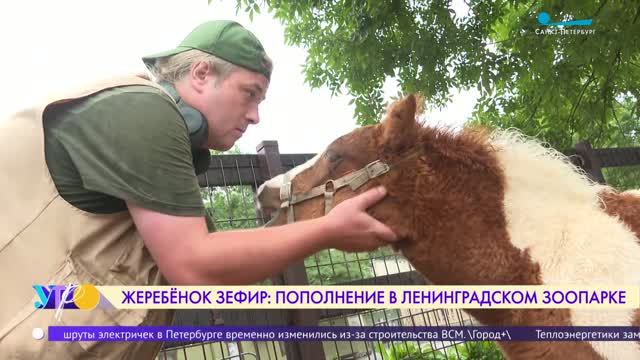 Как живёт жеребёнок Зефир из Ленинградского зоопарка