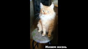 🎳🎳🎳 У нас тревожно. Но жизнь продолжается.Бездомыши,их отловы,операции и покупки. Все,как обычно