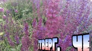 КАЖДЫЙ ДЕНЬ ЭТО. ХОРОШИЕ ЭМОЦИИ. ЧЕТВЕРГ.