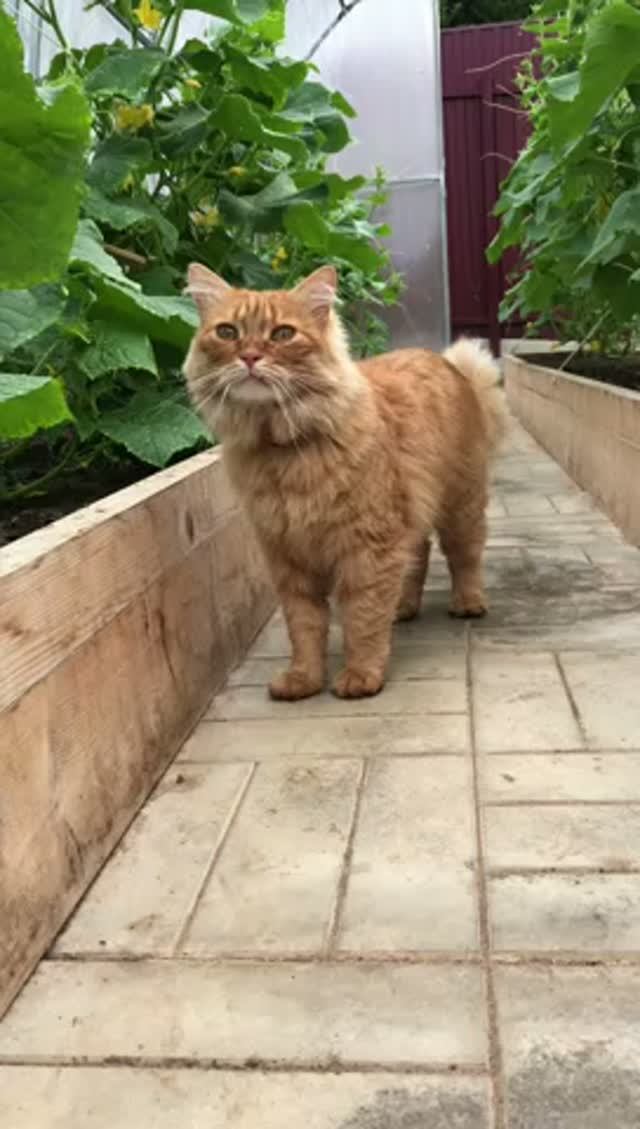 Котенок Альф