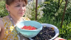 Ягодосборщик своими руками. Опять случилась поломка. Невероятные истории.