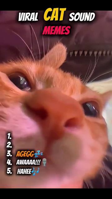 Вирусные мемы с котами, которые не стареют 😸 Эти звуки нельзя забыть 🐾 2026