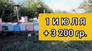 1 июля Привес +3200гр