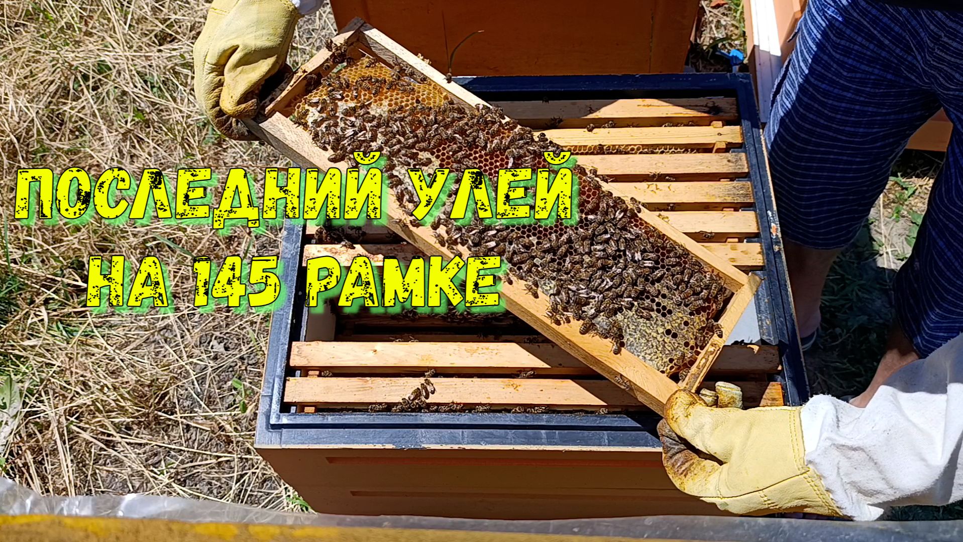 Последний улей на 145 рамке. смотреть онлайн