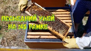 Последний улей на 145 рамке.