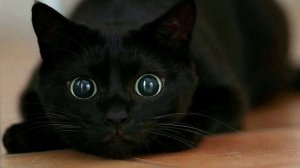 Кот обезьяна