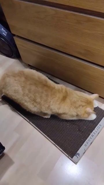 Когтеточку оценили на ура!❤️