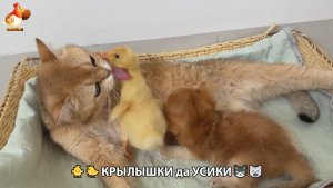 Утята и Цыплята - Кошки и котята, Собаки и щенята 351 Хвостики да Усики ❣️